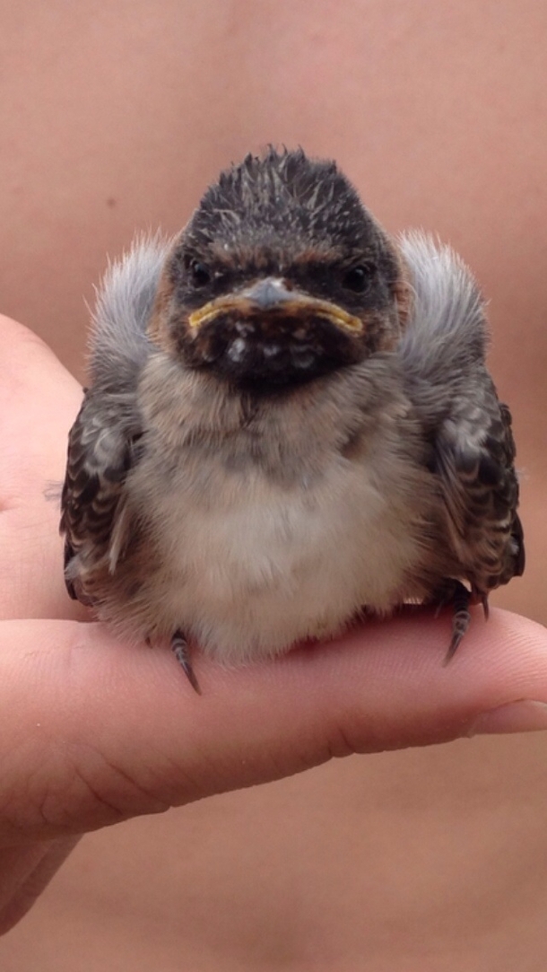 My Friend Caught This Grumpy Bird 