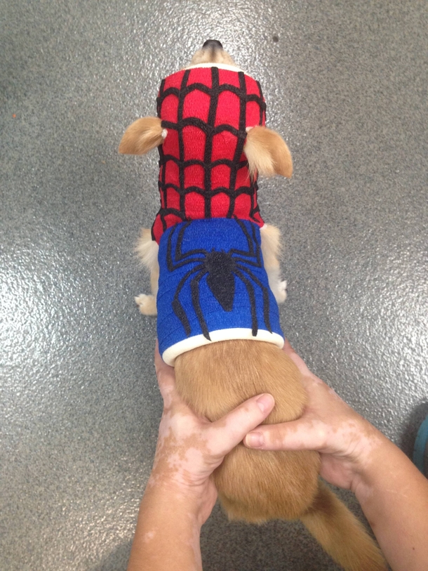 My friend is a Vet Tech and had some extra time on her hands while bandaging up a dog today