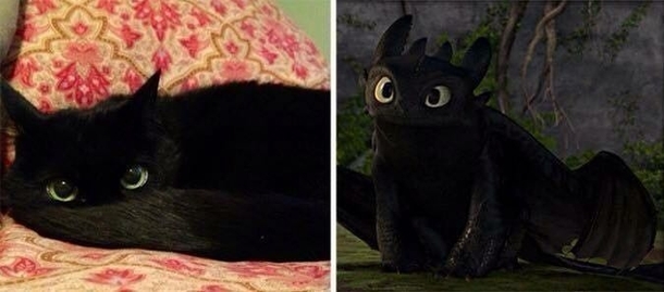 My friends cat looks like Toothless from How To Train Your Dragon