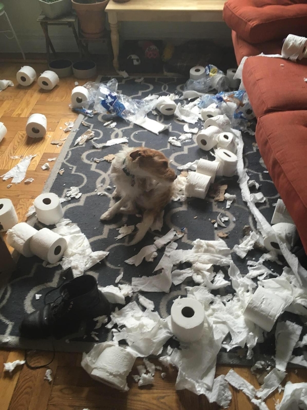 My friends dog ate through  rolls of Charmin Ultra today
