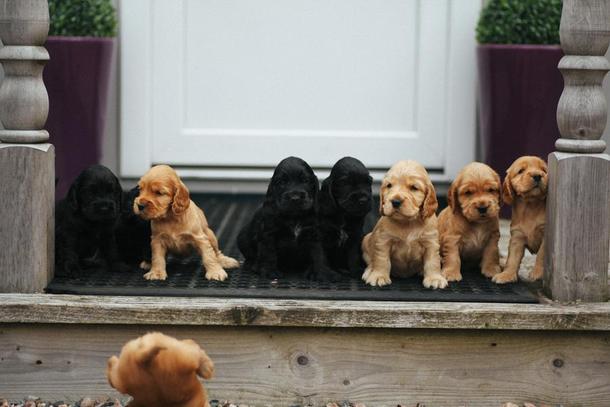 My friends dog had puppies This is the family photo attempt