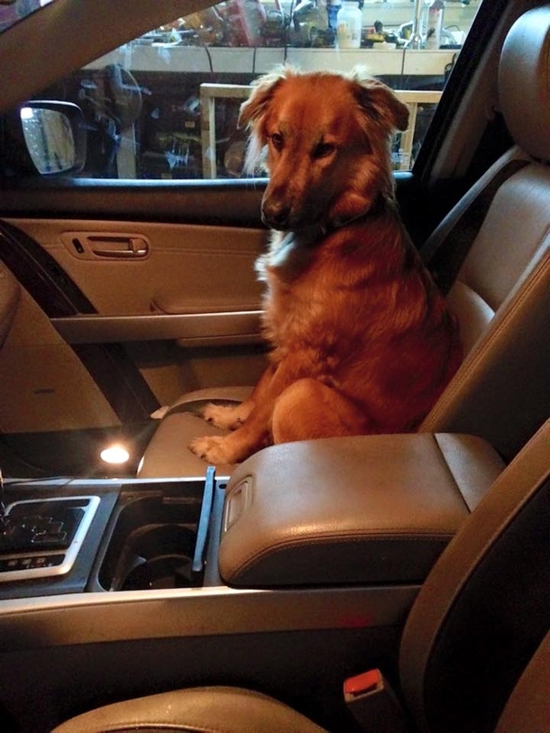 My friends dog runs into the car every time they open the door This is his face while refusing to leave the car