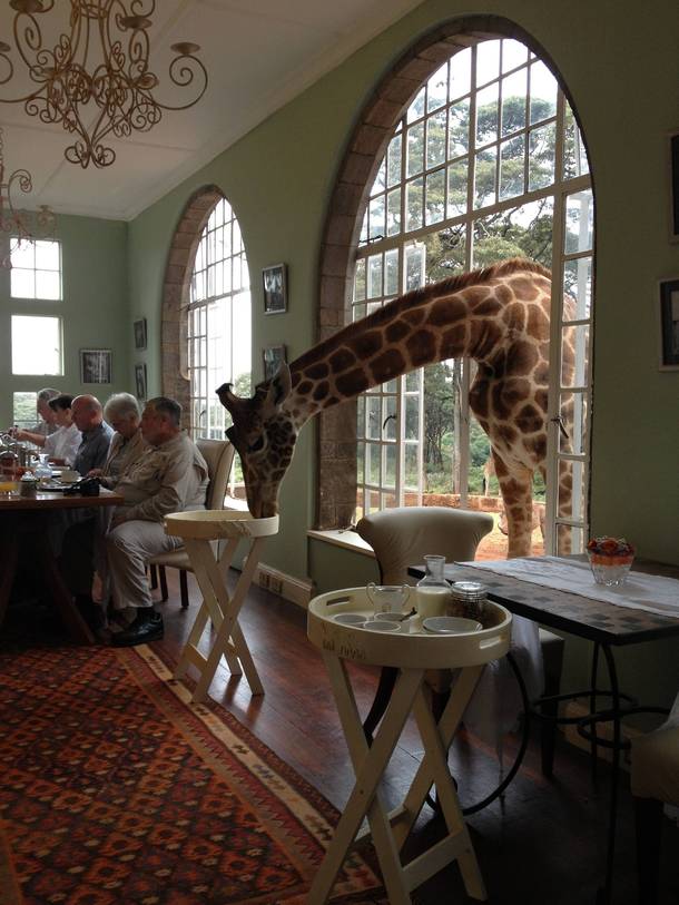 My friends on a trip in Africa She sent me this picture saying Look who joined us for breakfast