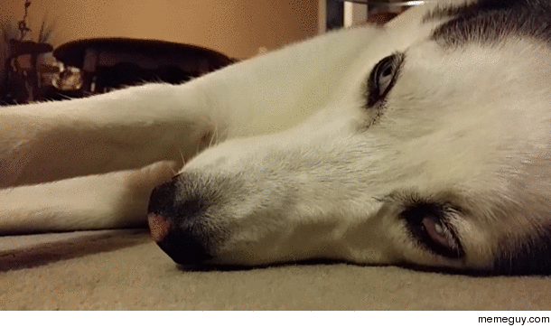 My friends rescue Husky pretending to be a sleep She loves the attention