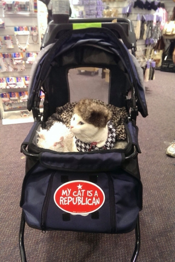 My girlfriend took a picture of this cat wearing a fur hat in a stroller at her work and sent it to me