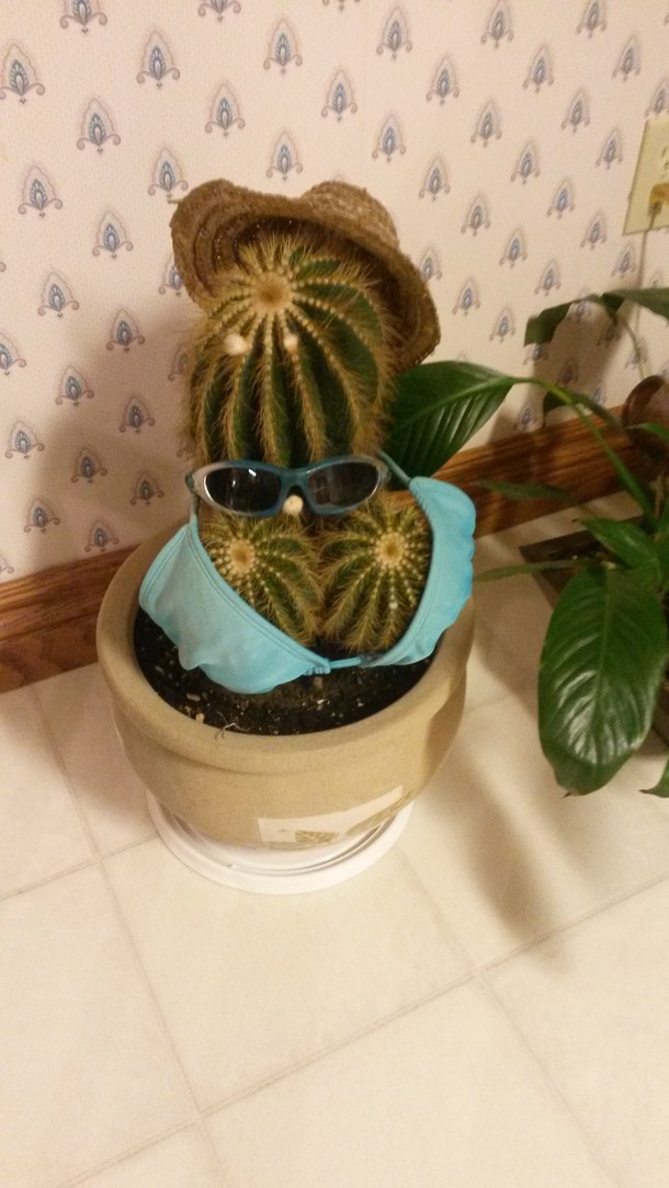 My grandmas  year old cactus she named it Dolly Parton