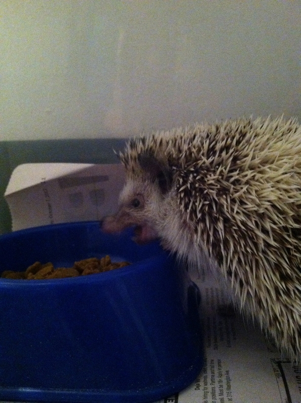 My hedgehog looks vicious when she eats 