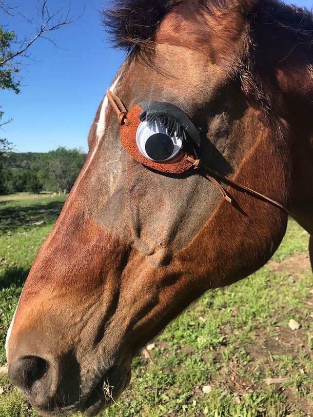 My horse had his eye removed so I made him an eye patch