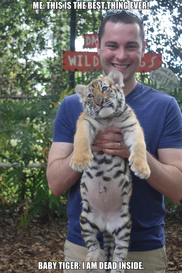My Joy For This Baby Tiger Was Not Reciprocated
