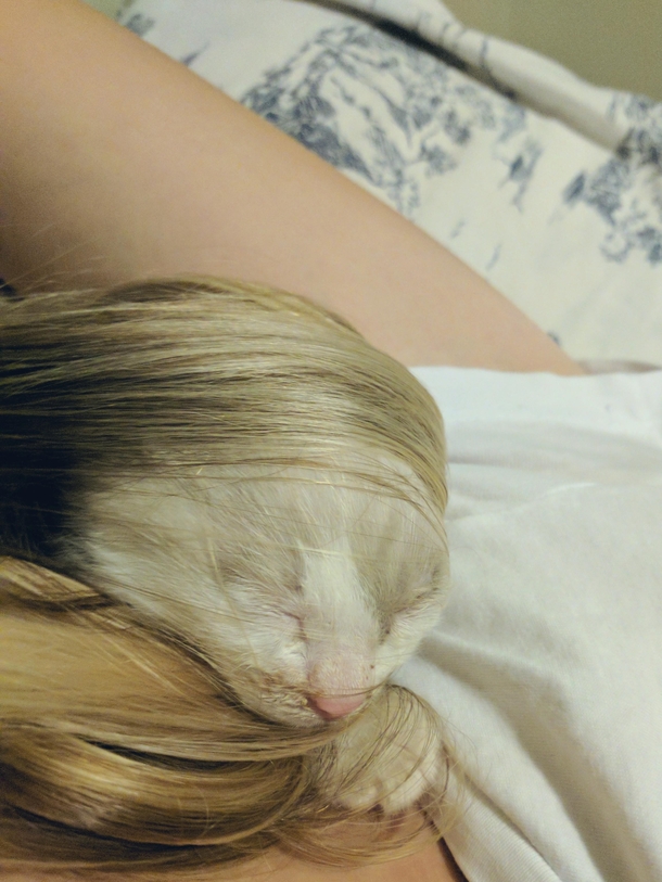 My kitten decided to try on my fiances hair as a wig