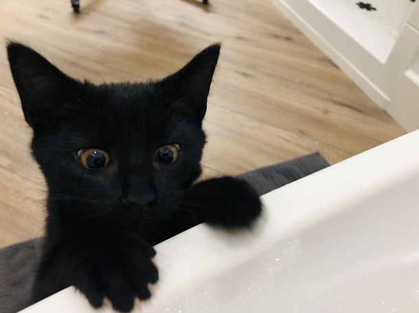 My Kitty saw me the first time in the bathtubshe seems shocked 