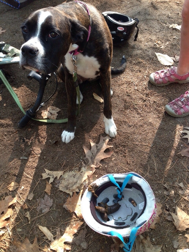 My moms friend went camping a while ago This is what their dog did