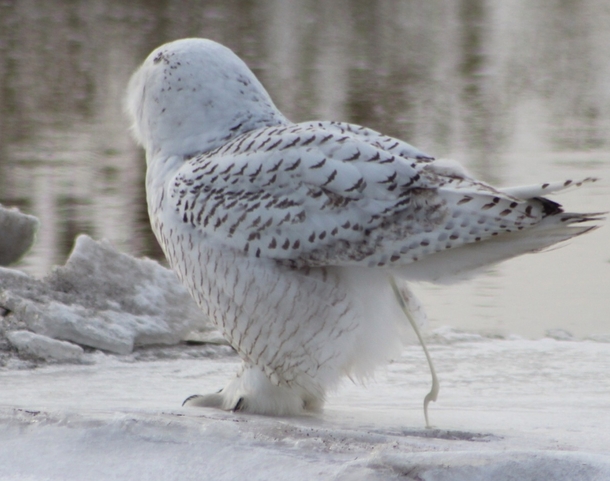 My mother was photographing a beautiful Snowy Owl then it took a shit
