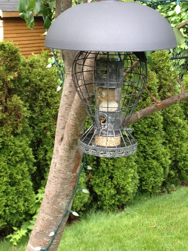My mothers Squirrel-proof bird feeder