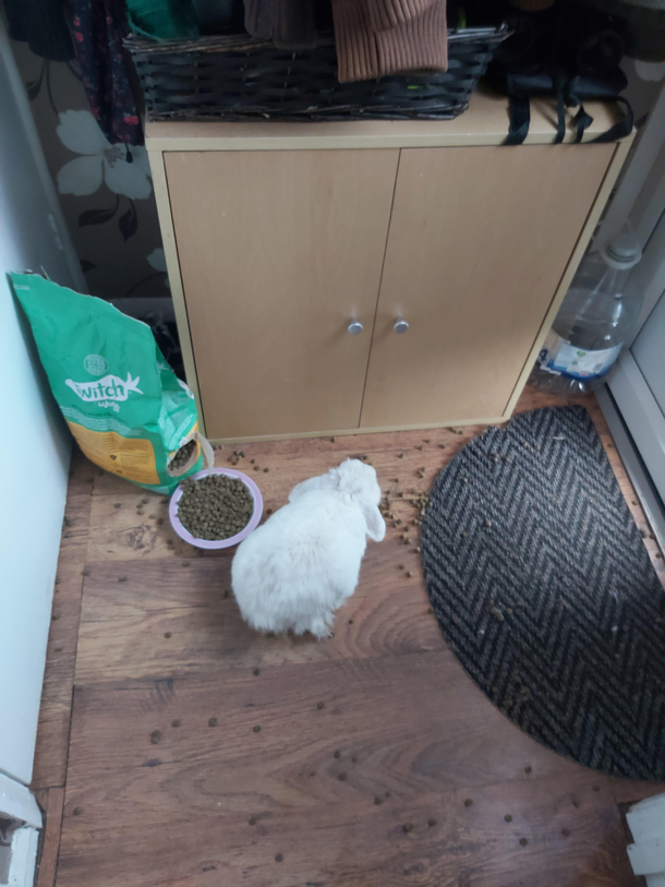 My rabbit has a natural diet mostly grass but over the winter months I give her a supplementary grass pellet food  I guess she couldnt wait this morning she bit into the bag and it poured out filling her bowl this is what I came downstairs to hahaha