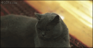 My reaction when i see this gif reposted again