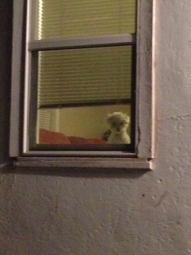 My roommate found this awesome homeless dog drinking from gasoline infested puddles at a gas station But now she stares at me with her soulless dark black eyes through the window when I get home