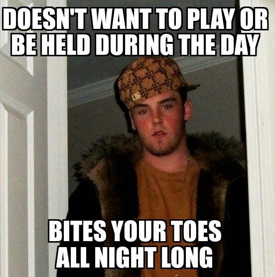 My scumbag cat I had to work early