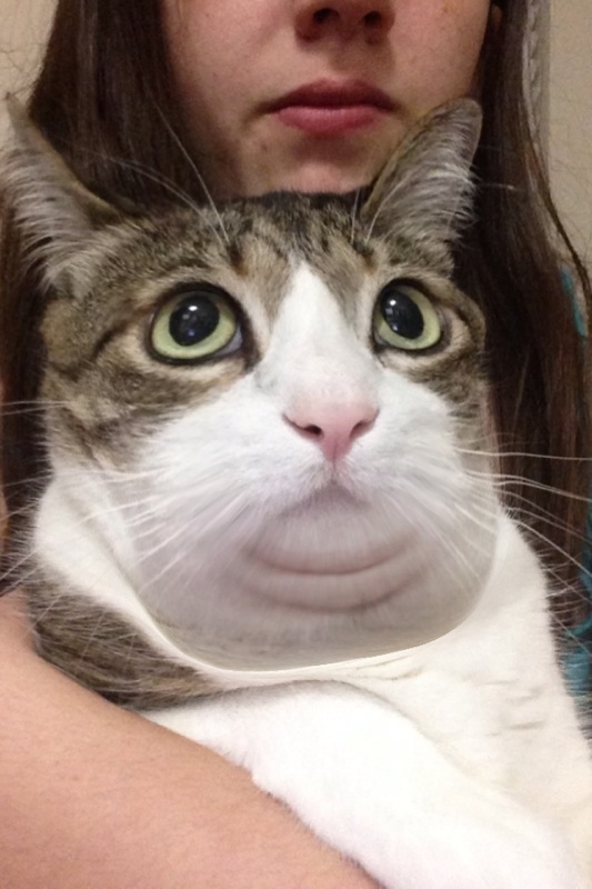 My sister used the fat app on my cat