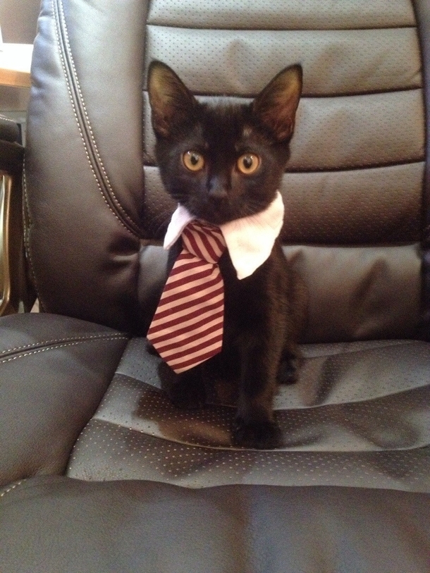 My very own business cat leave him alone he is very busy right meow