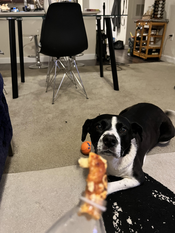 My wife is nervous giving my dog pizza treats she came up with a pretty good solution