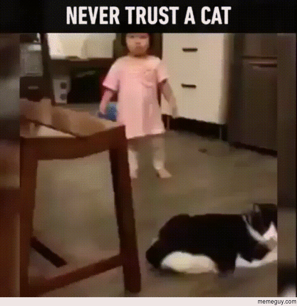 Never trust a Cat