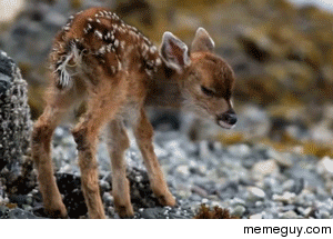 Newborn baby deer