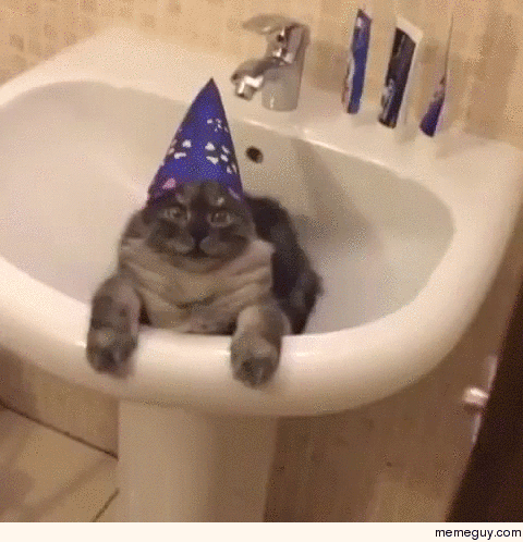 Not Amused Wizard Cat
