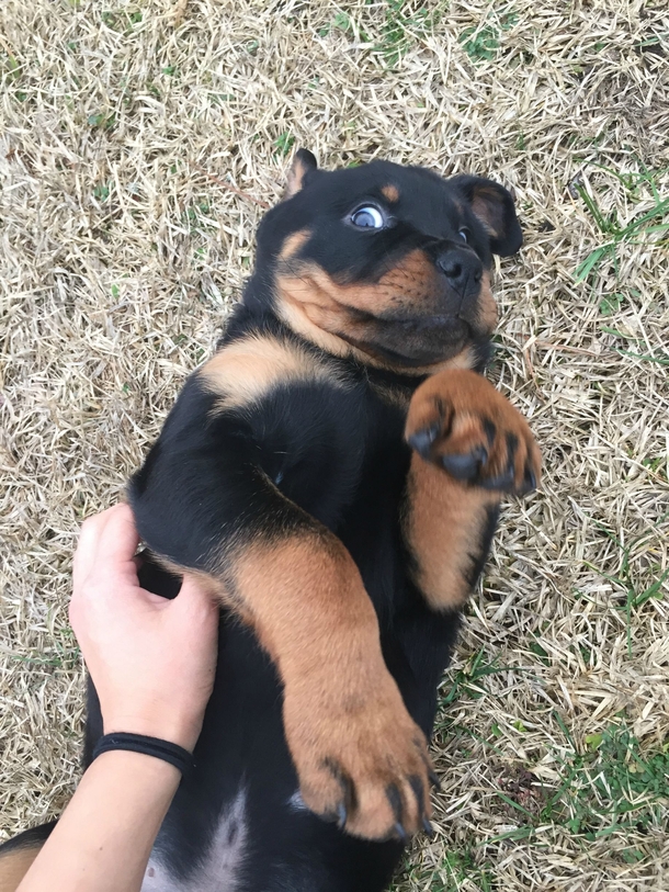 Not sure he likes belly rubs