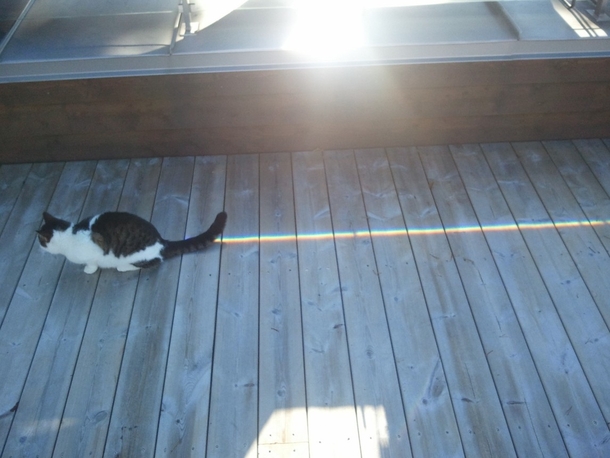 Nyan Cat sighted