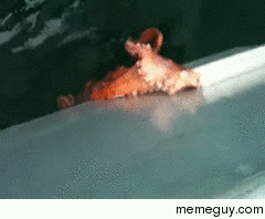 Octopus squeezes through tiny gap on a boat