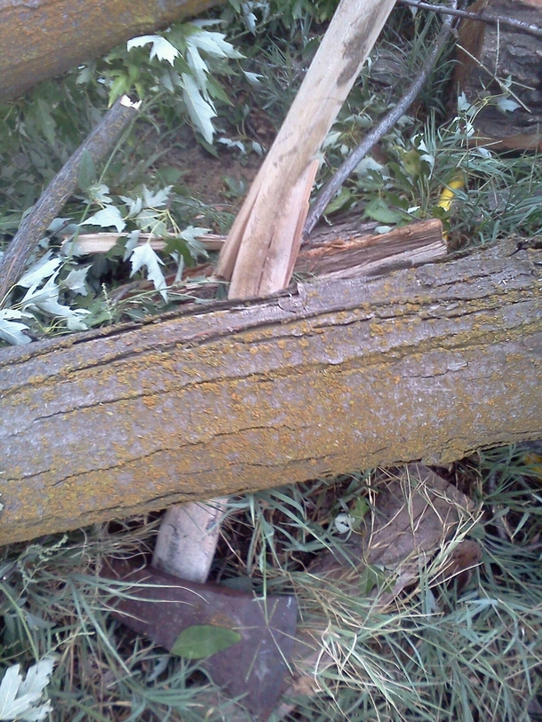 Oh the irony A limb fell off my tree last night