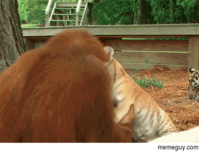 Orangutan adopts a baby tiger and bottle feeds it like a mother