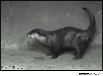 Otter dance