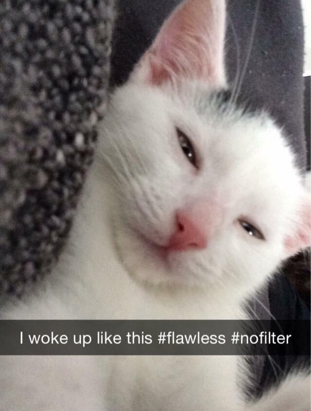 Our cat loves to Snapchat