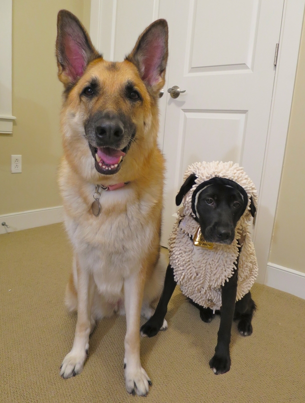 our shepherd found the perfect costume for her little sister this year