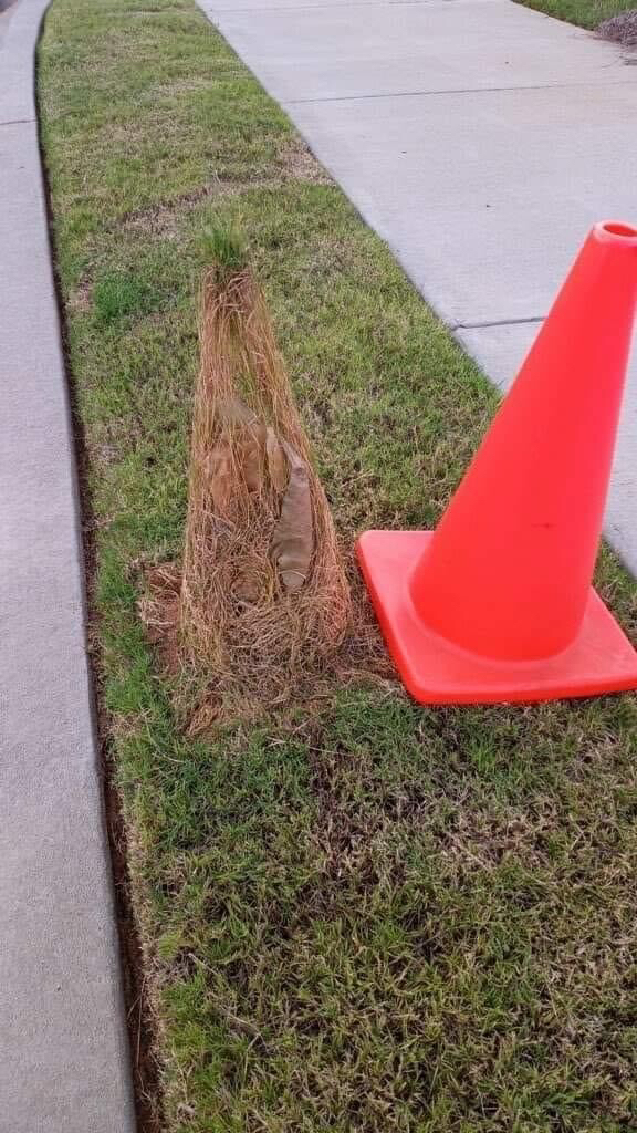 Overgrown cone