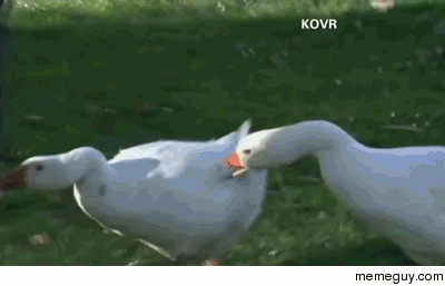 Overly dramatic goose attack