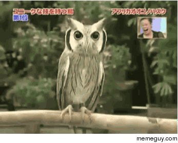 Owl Transformation
