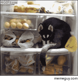Painfully adorable Husky puppy snuggles inside an open fridge Yea a fridge
