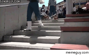 Penguin ambassadors deal with the stairs