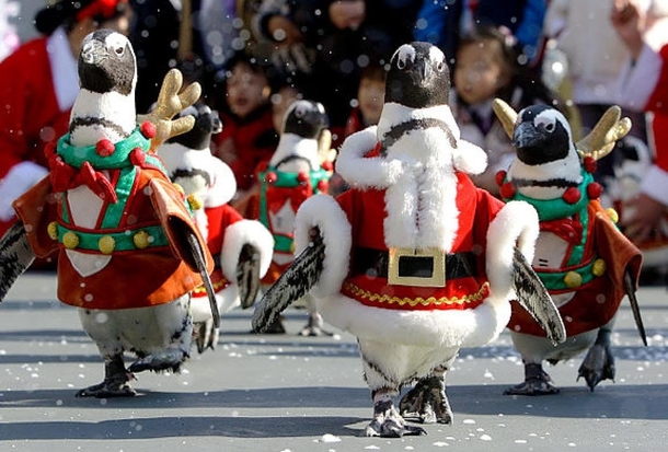 Penguins dress up as Santa at park in Japan