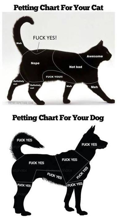 Petting chart for a cat