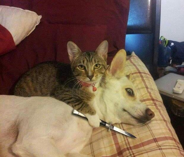 Pic #1 - Hitcat takes a hostage 