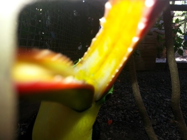 Pic #1 - I got a little too close to the Toucan when trying to take his picture