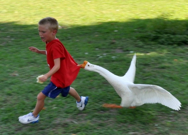 Pic #1 - I told Zack Dont rush the Geese He responds  am not afraid of any animals So what does a good parent do Grab my camera and take pictures of the lesson my son is about to learnThis is the  picture version of the escapade
