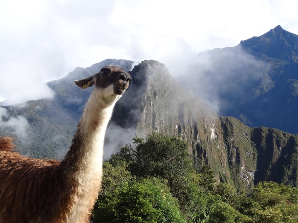 Pic #1 - I was top comment earlier on a post about a llama in Machu Piccu You guys sent me a bunch of funny llama pics as replies so I compiled them all into  album Enjoy