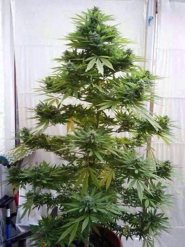 Pic #1 - Just bought my Christmas Tree from the market and the man said if i gave it plenty of light and water he would even and come and take it away for me come February