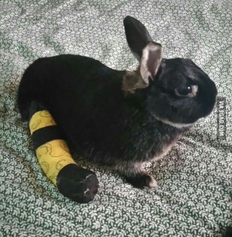 Pic #1 - My rabbit broke his leg and people were laughing at me cause I spent  for the operation - he totally recovered Fck the haters
