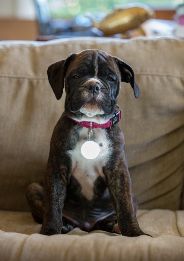 Pic #1 - My wife bought a LED light for our puppys collar so we can see him at night It makes him look like Tony Stark
